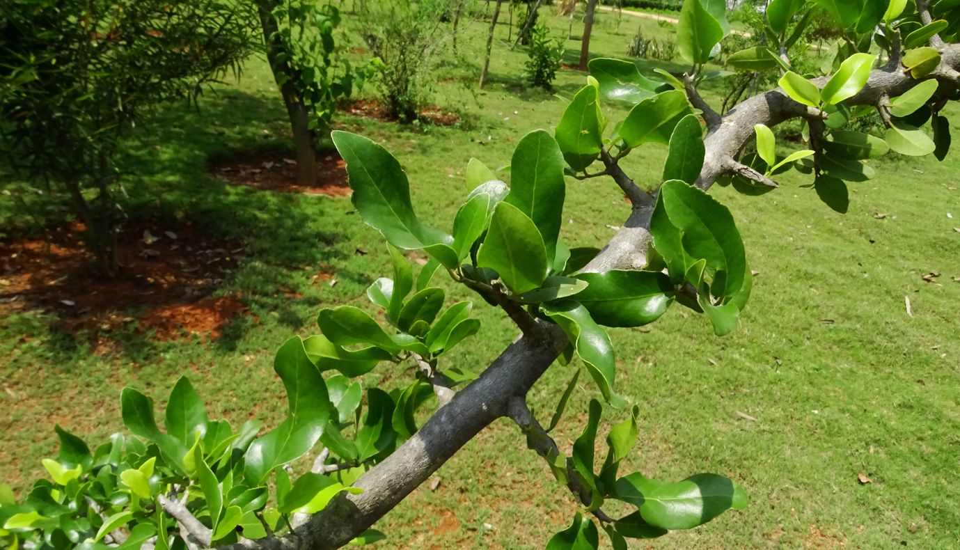 Herbal Garden Images